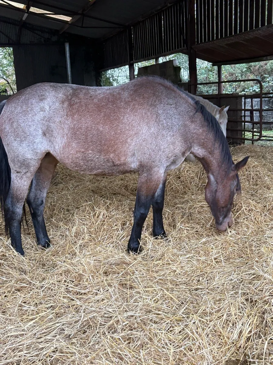 Roan filly - Image 4