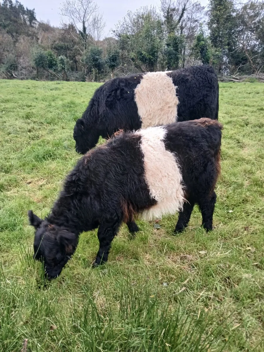Belted Galloway pedigree cow and heifer calf - Image 1