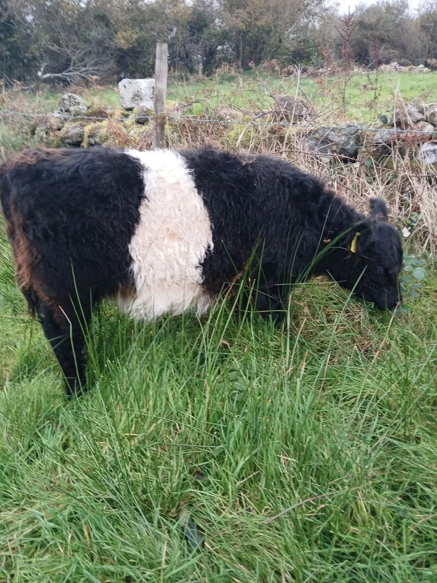 Belted Galloway pedigree cow and heifer calf - Image 2