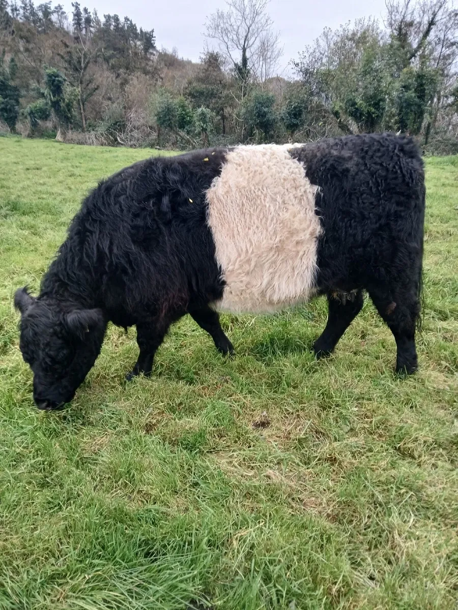 Belted Galloway pedigree cow and heifer calf - Image 3