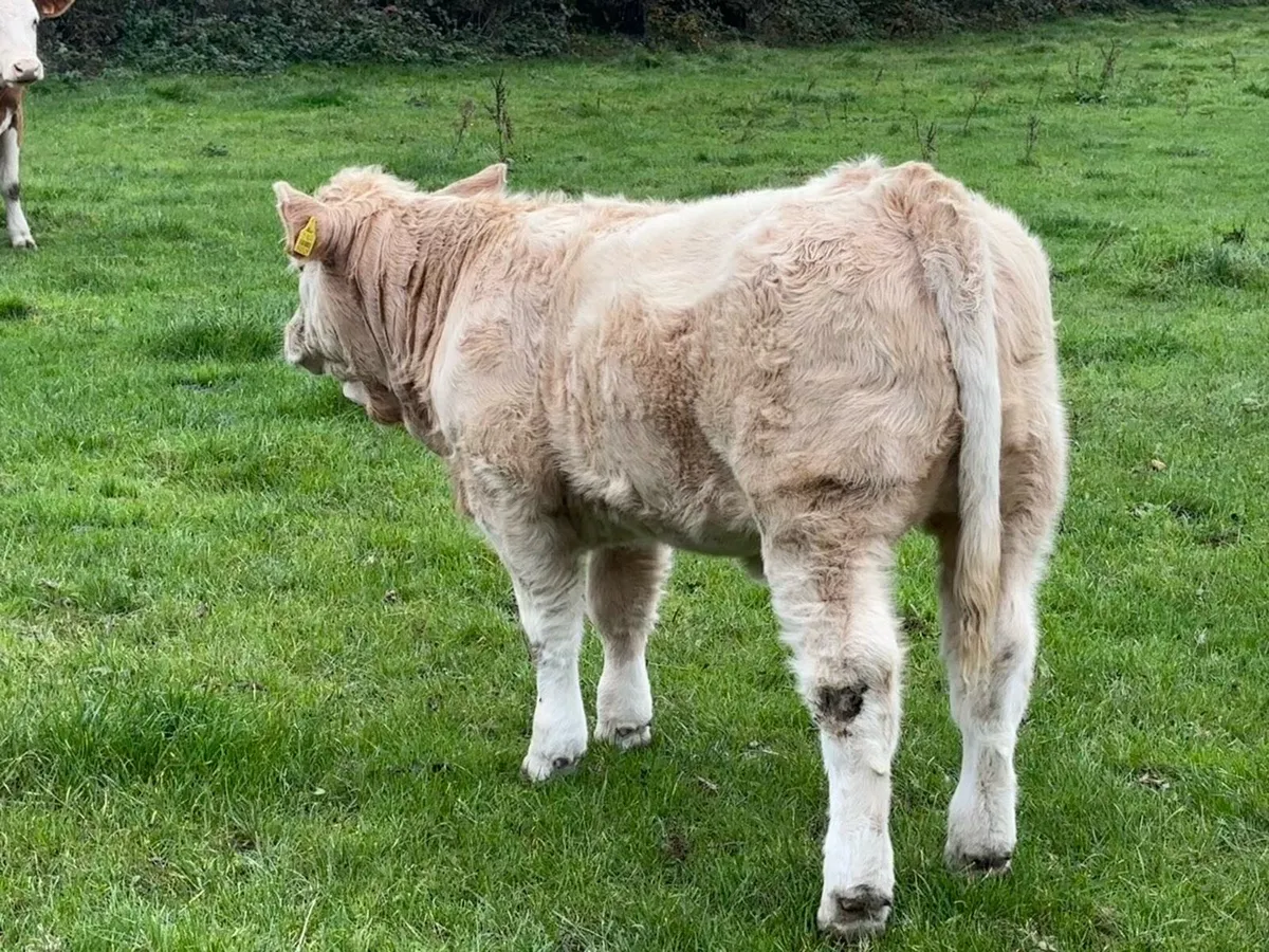 Weanling heifers Perfect for BREEDING or feeding - Image 1