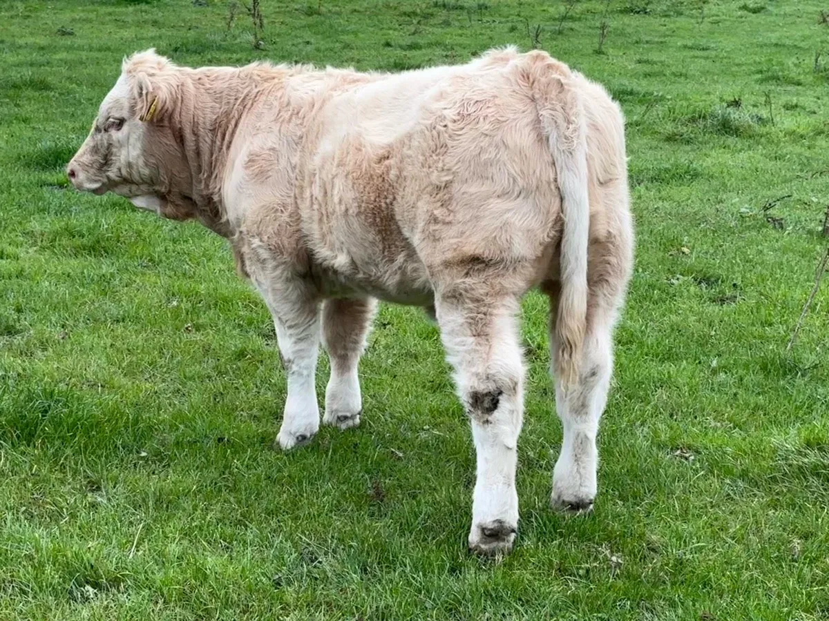 Weanling heifers Perfect for BREEDING or feeding - Image 2