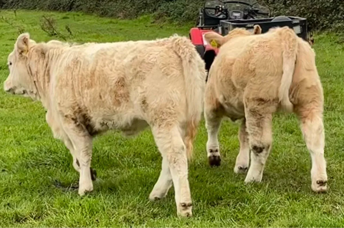 Weanling heifers Perfect for BREEDING or feeding - Image 3