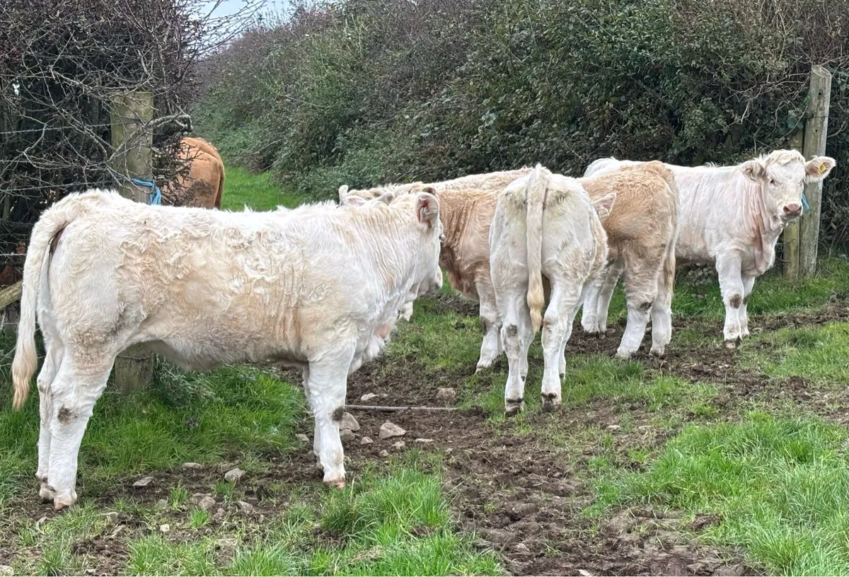 Weanling heifers Perfect for BREEDING or feeding - Image 4