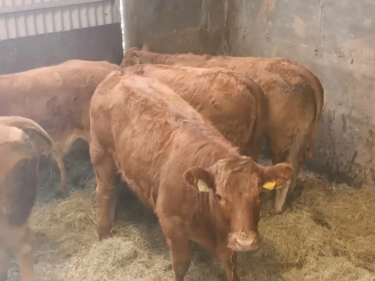 6 Top Quality U and R  Grade LMX Heifer's for sale - Image 2