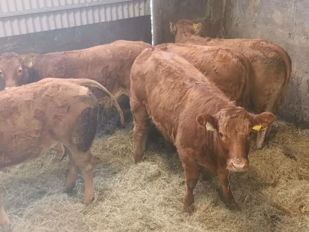 6 Top Quality U and R  Grade LMX Heifer's for sale - Image 3