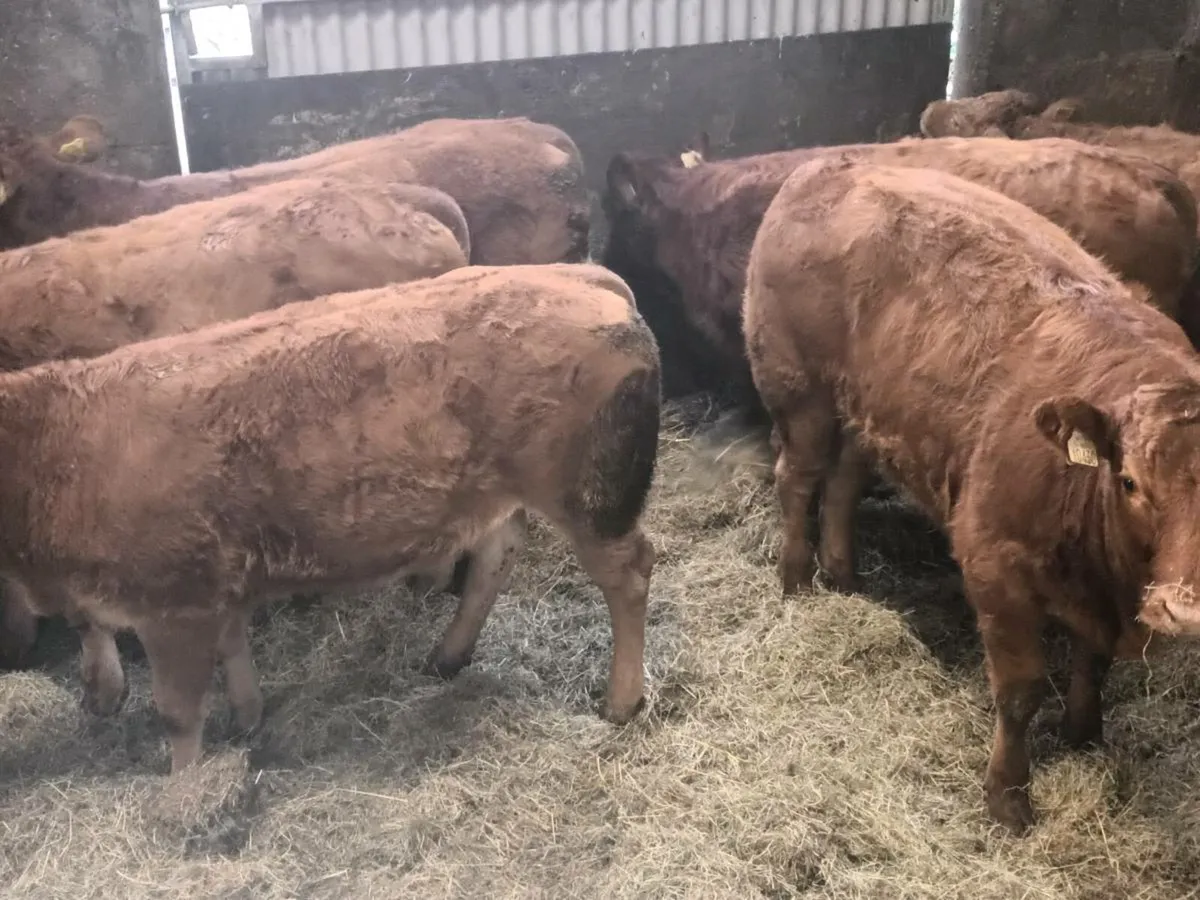 6 Top Quality U and R  Grade LMX Heifer's for sale - Image 4