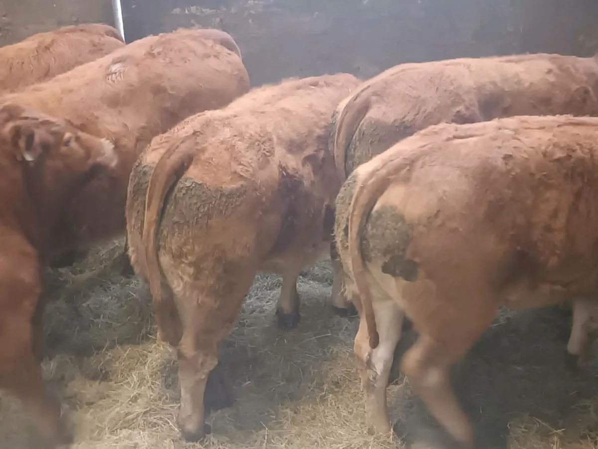 6 Top Quality U and R  Grade LMX Heifer's for sale - Image 1