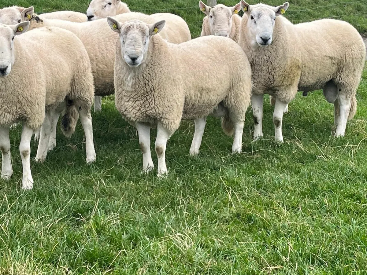 Pedigree Cheviot Rams for Sale - Image 1