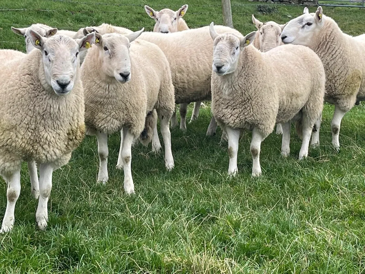 Pedigree Cheviot Rams for Sale - Image 2