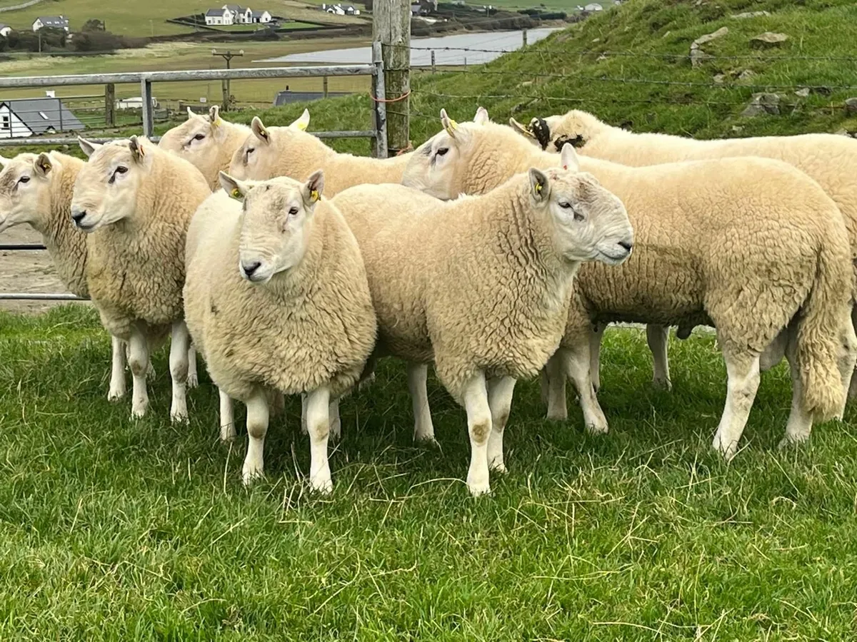 Pedigree Cheviot Rams for Sale - Image 3