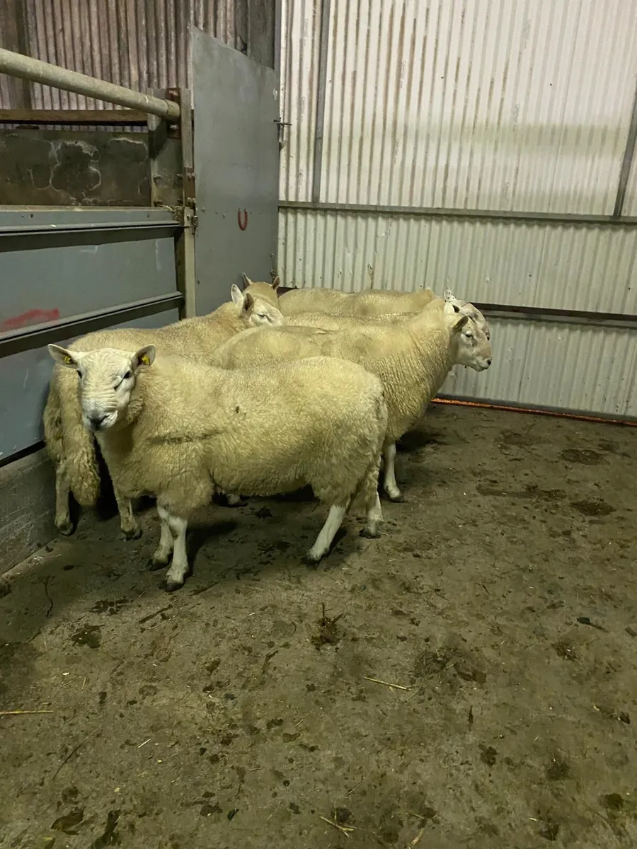 Wicklow Cheviot and Leicester hogget rams - Image 1
