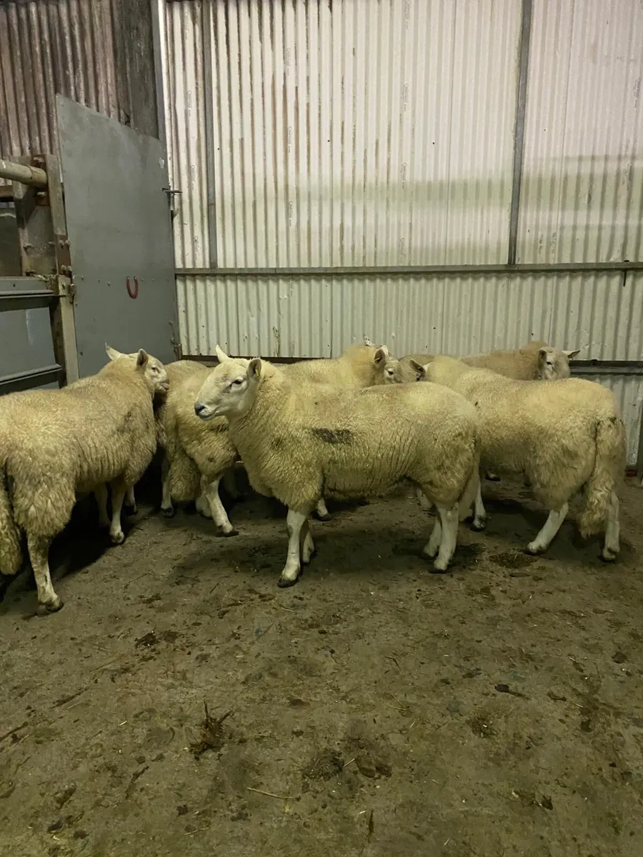 Wicklow Cheviot and Leicester hogget rams - Image 2