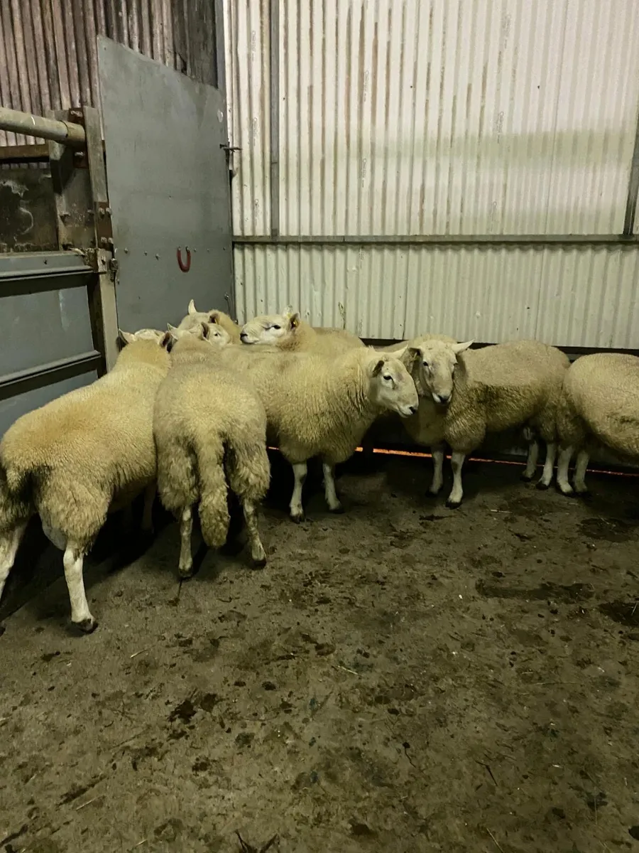 Wicklow Cheviot and Leicester hogget rams - Image 3