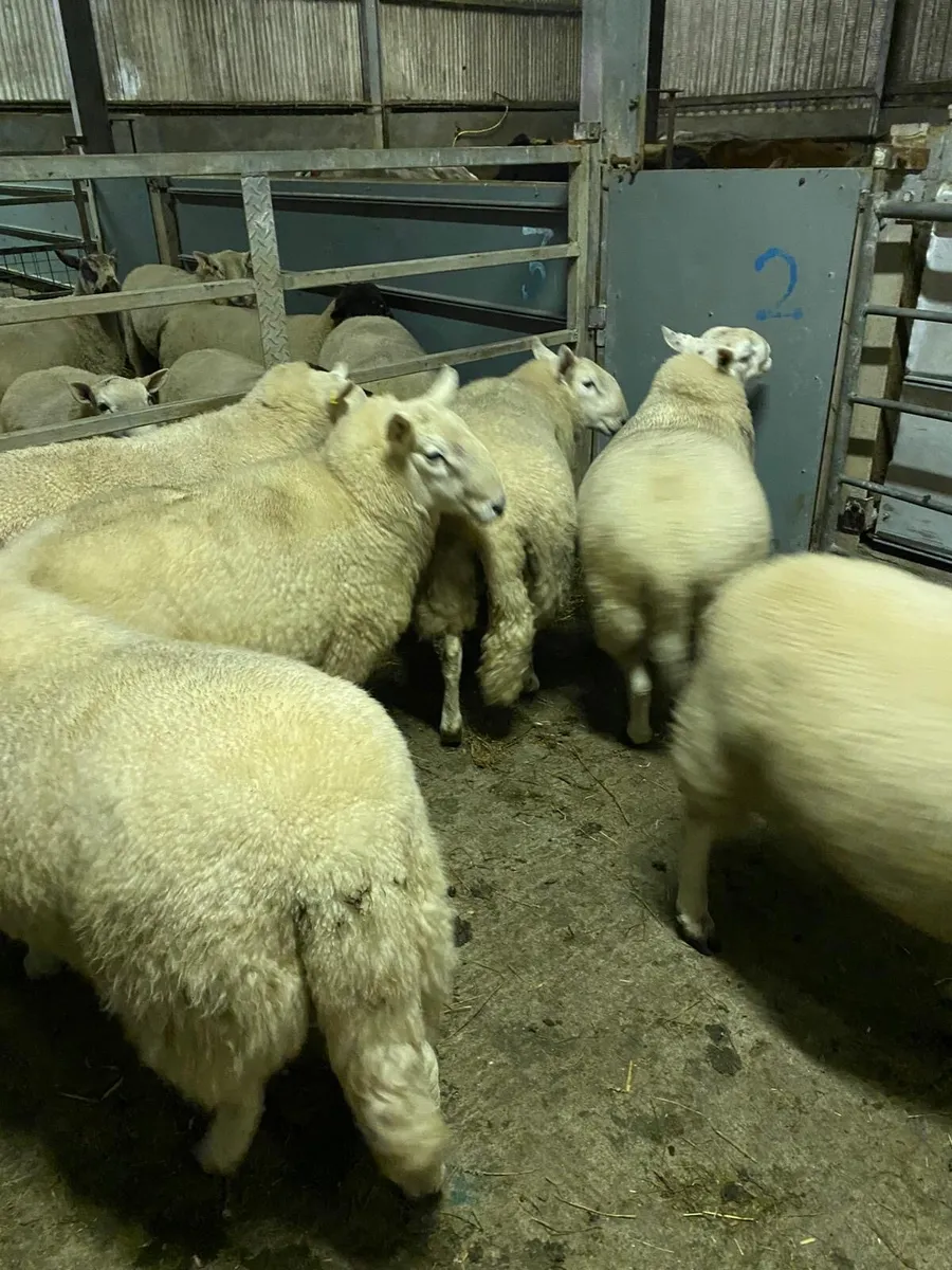 Wicklow Cheviot and Leicester hogget rams - Image 4