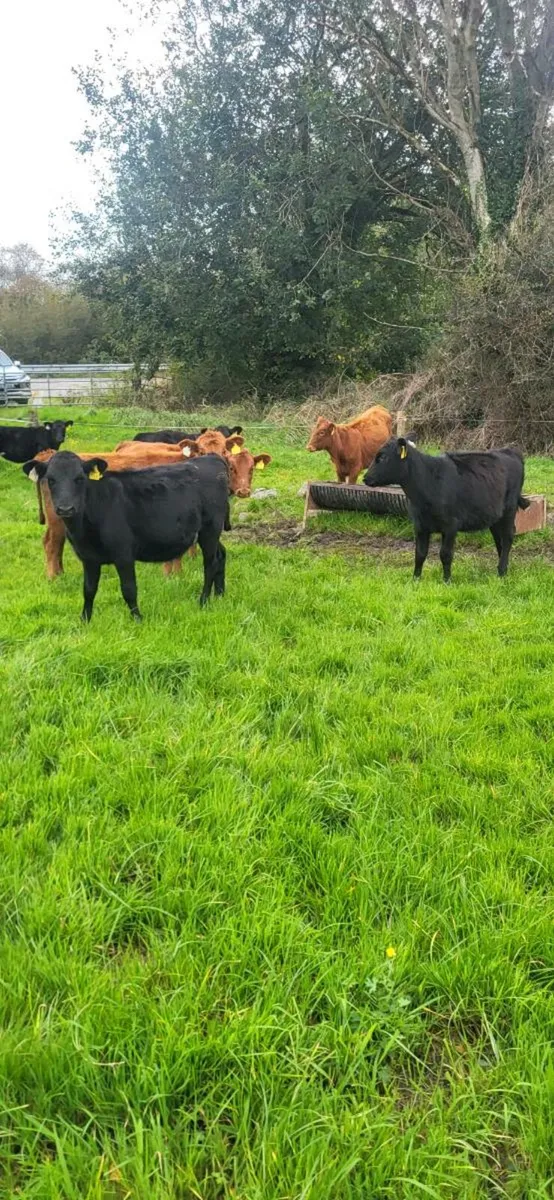 8 Angus Runner Heifer Weanlings - Image 1