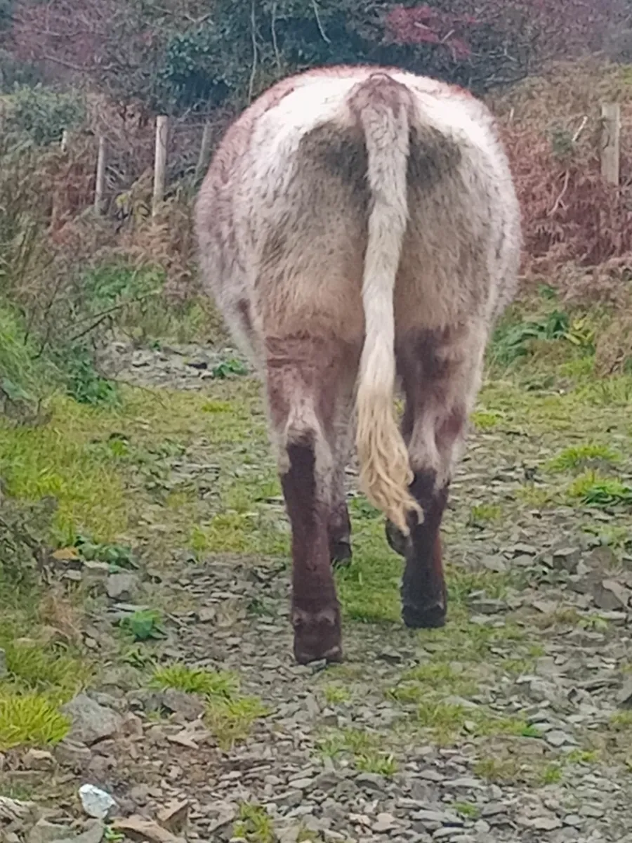 In Calf Shorthorn Heifer - Image 2