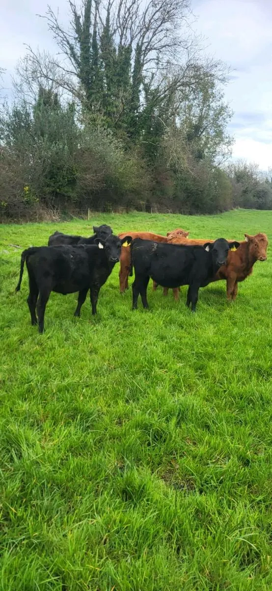 8 Angus Runner Heifer Weanlings - Image 2