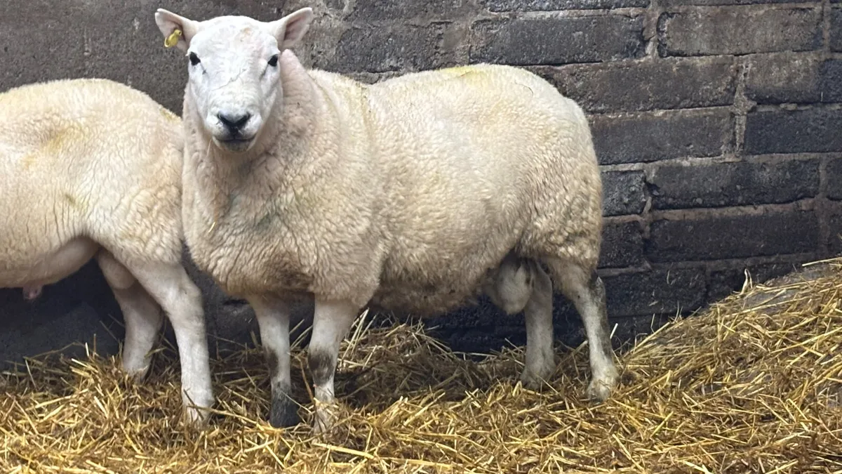 2 Year Old Cheviot Ram - Image 4