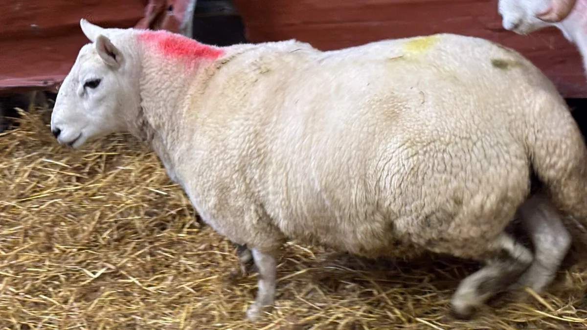 2 Year Old Cheviot Ram - Image 2