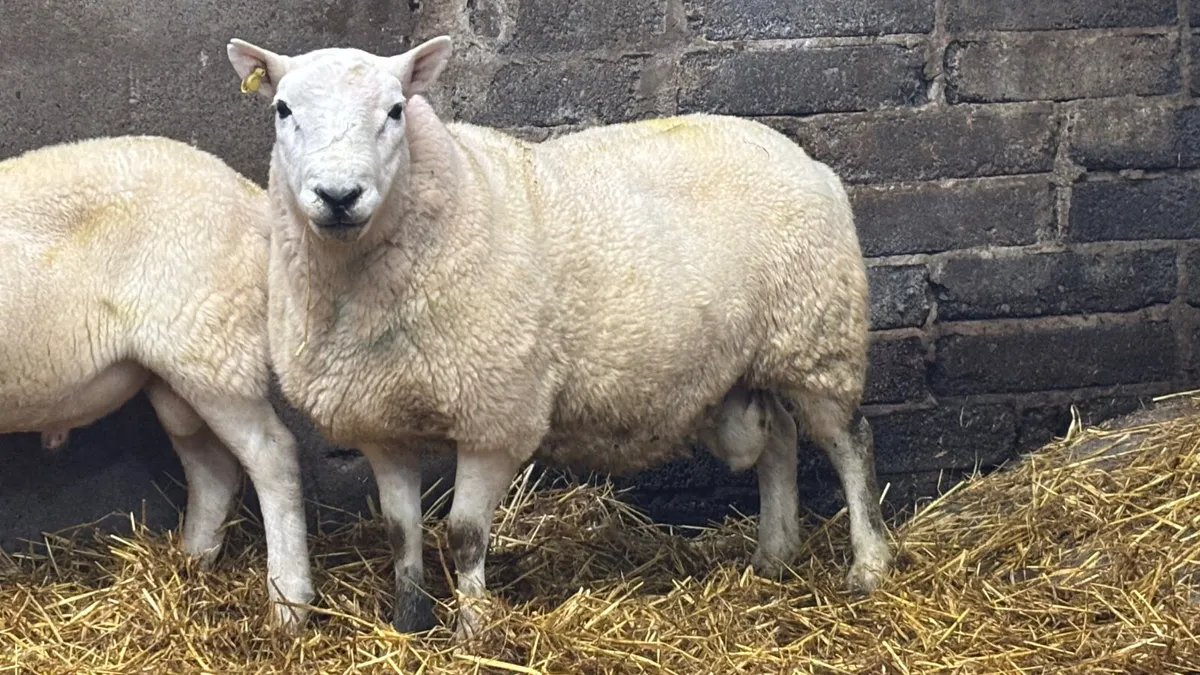 2 Year Old Cheviot Ram - Image 1