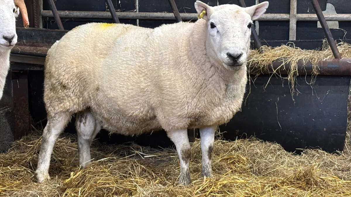 2 Year Old Cheviot Ram - Image 3