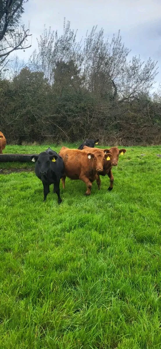 8 Angus Runner Heifer Weanlings - Image 3