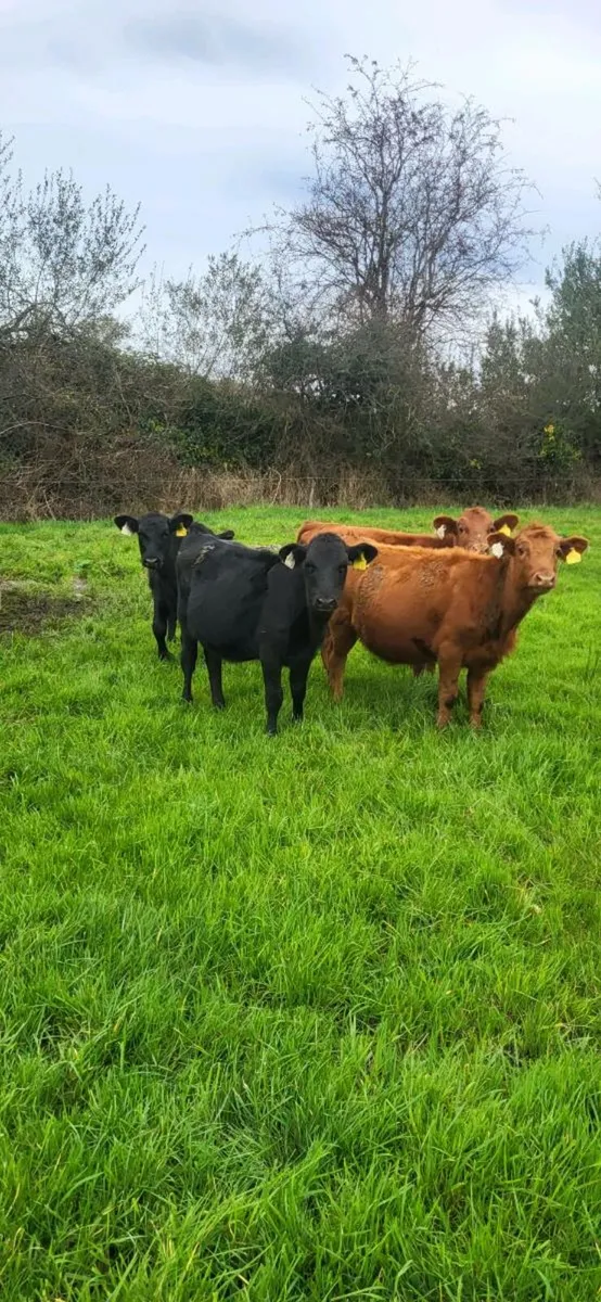 8 Angus Runner Heifer Weanlings - Image 4