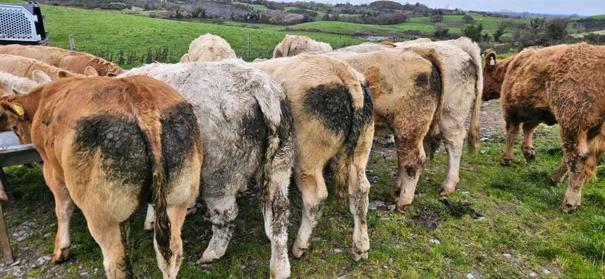 22 Exceptional Contential Heifers 330/370kgs* - Image 2
