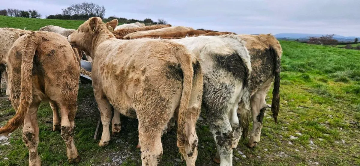 22 Exceptional Contential Heifers 330/370kgs* - Image 3