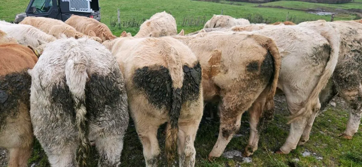 22 Exceptional Contential Heifers 330/370kgs* - Image 4