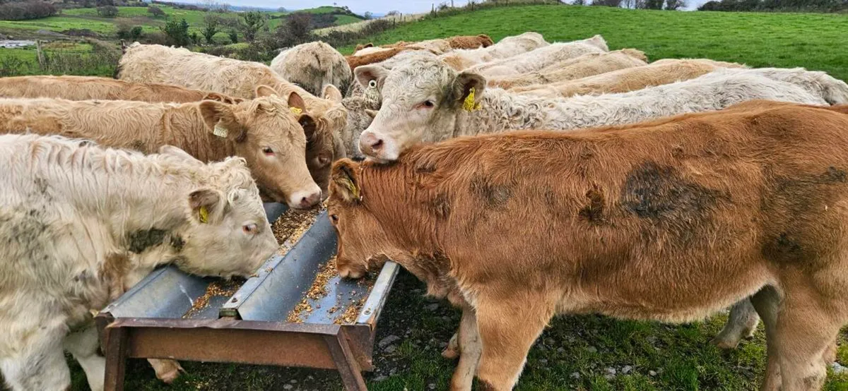 22 Exceptional Contential Heifers 330/370kgs* - Image 1