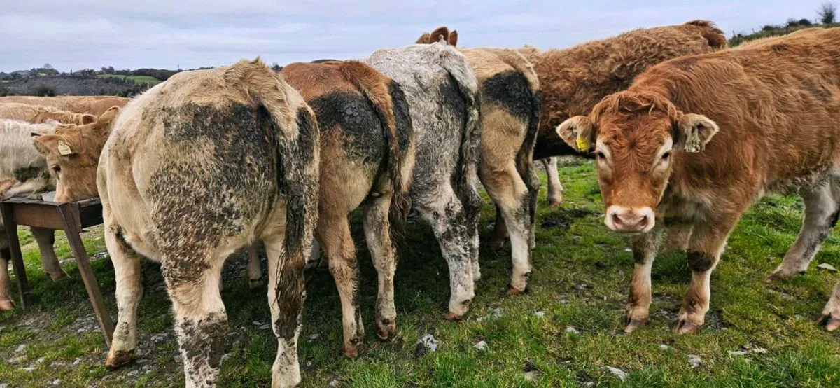 22 Exceptional Contential Heifers 330/370kgs* - Image 2