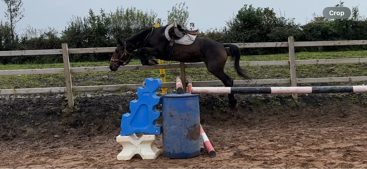 148cm 5yo ish x kwpn - Image 1
