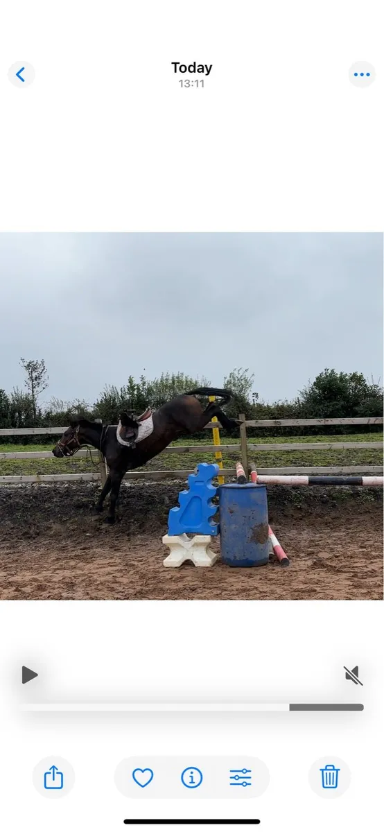 148cm 5yo ish x kwpn - Image 2