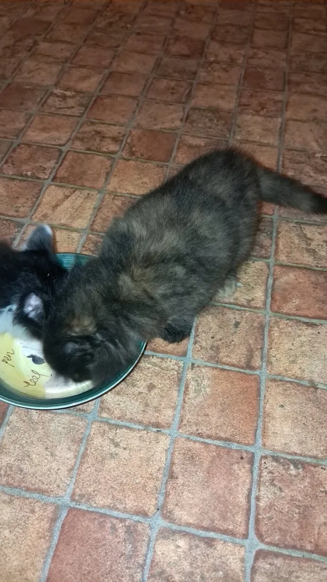 Kittens - Image 1