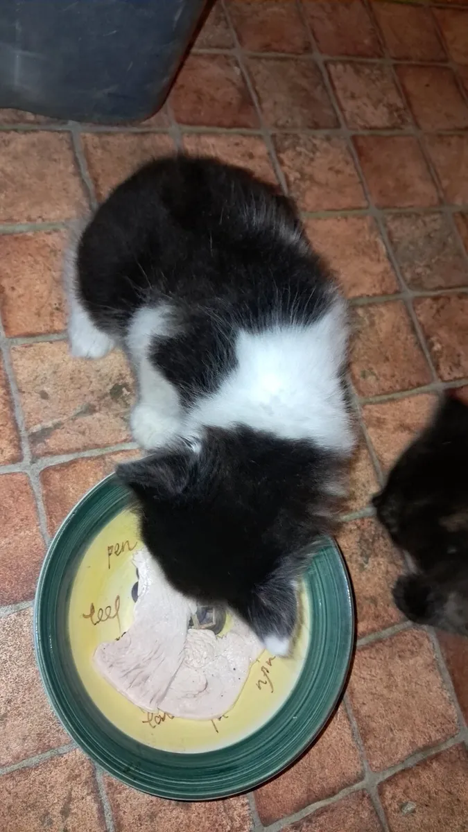 Kittens - Image 2