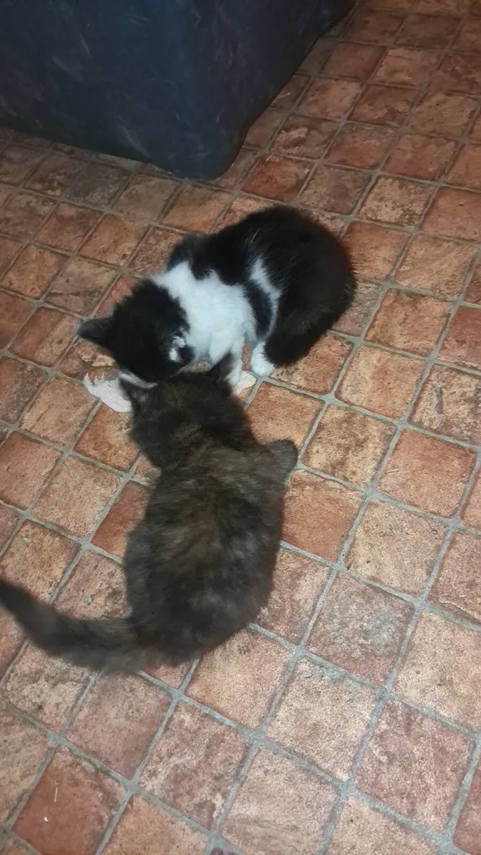 Kittens - Image 3