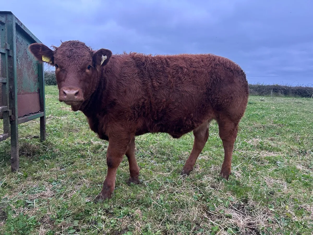 Limousine heifer For Gort mart 16th - Image 4