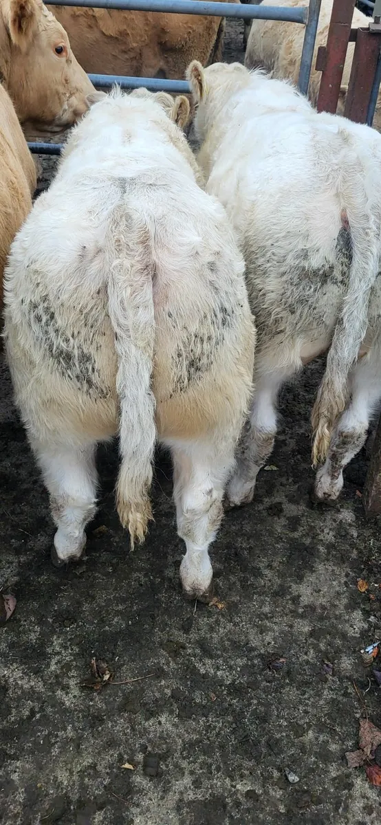 CH Weanling bulls @Castlerea Mart on 16/10 - Image 2