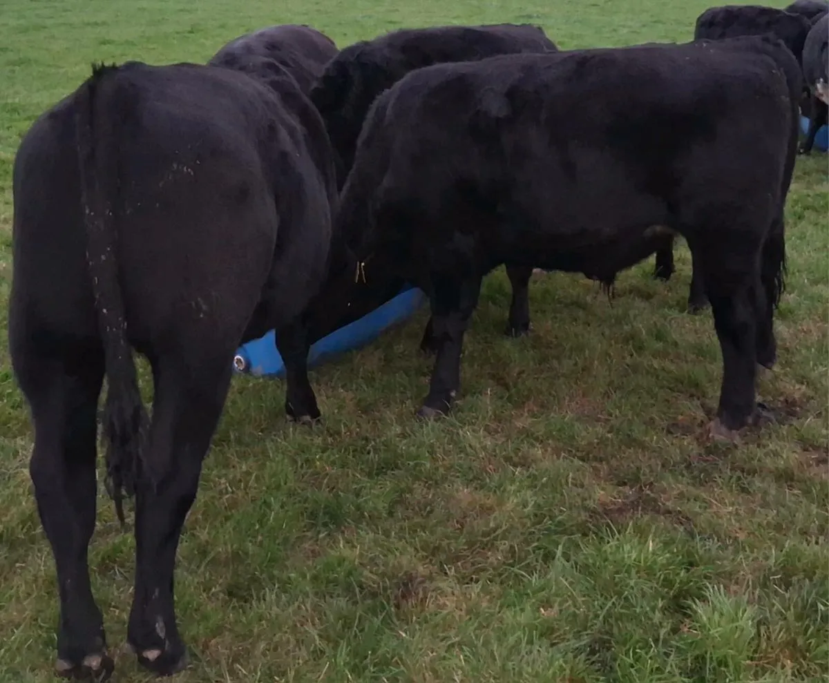 Store Cattle - Image 2
