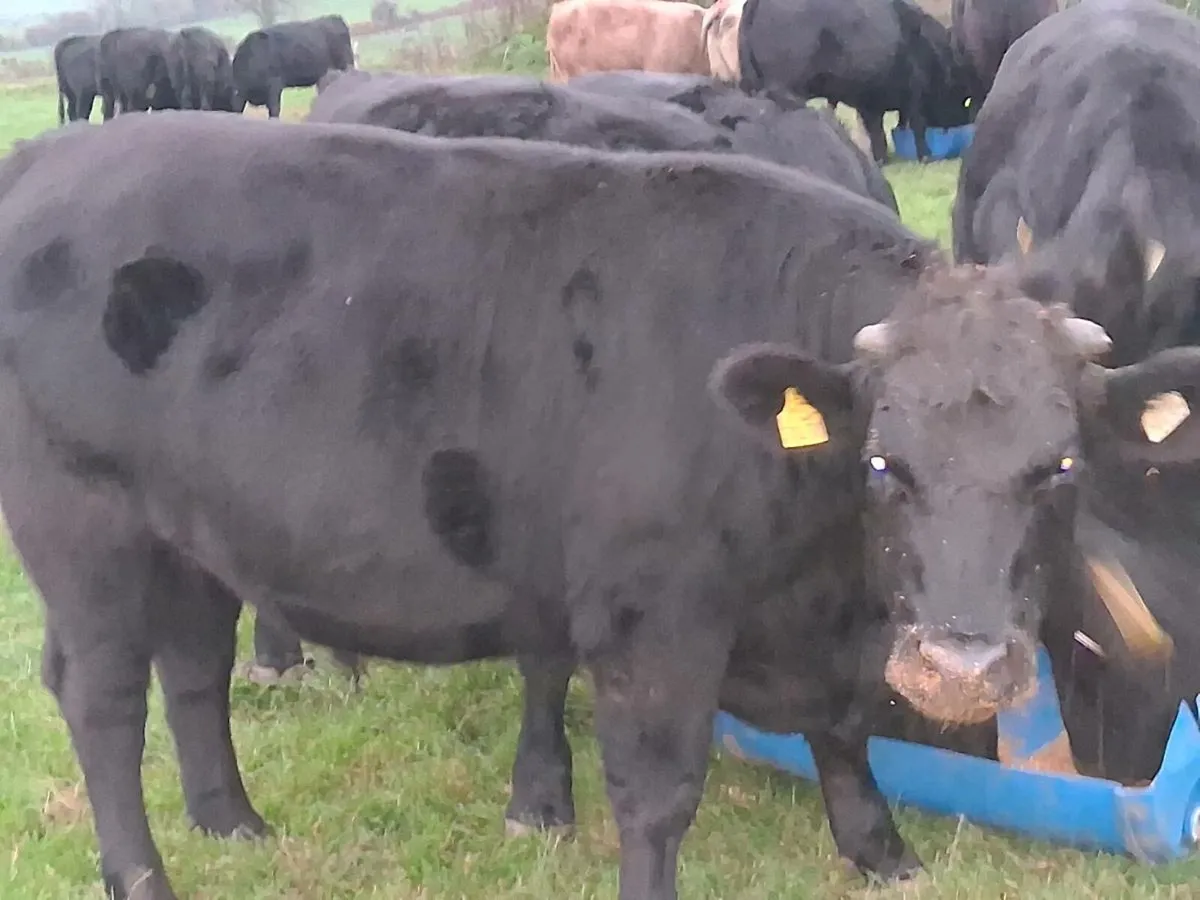 Store Cattle - Image 3