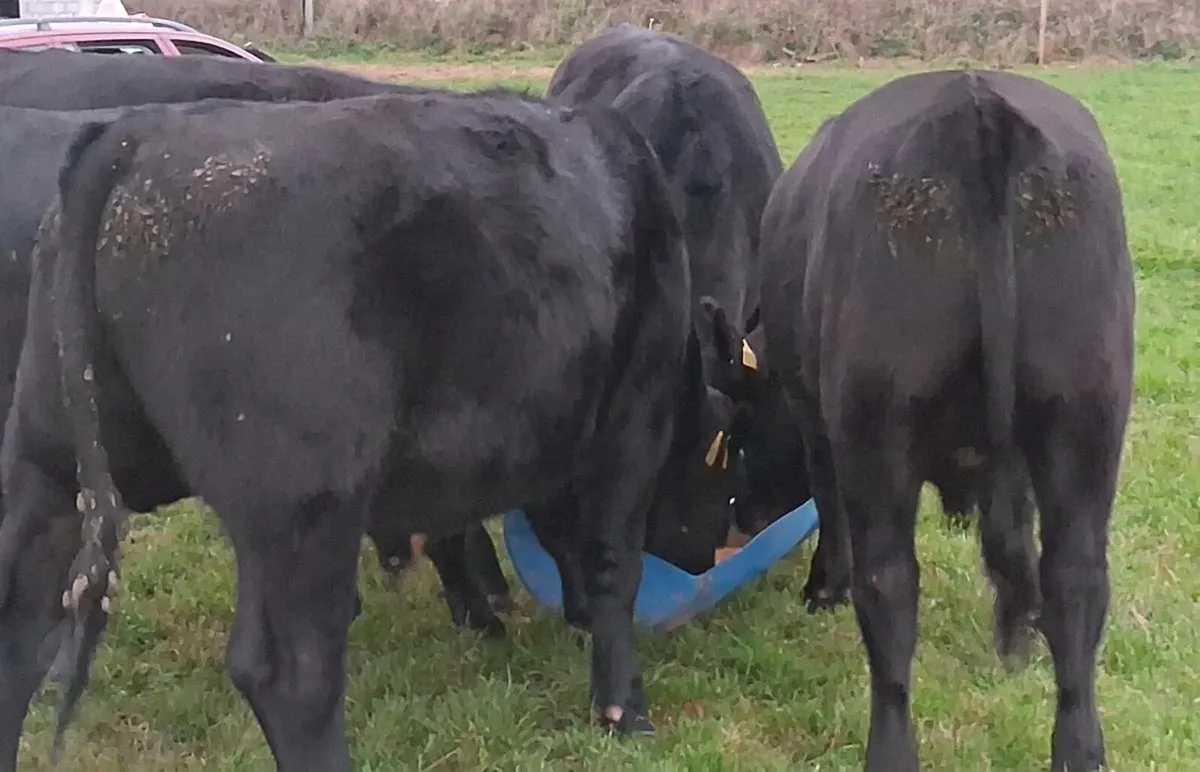 Store Cattle - Image 4