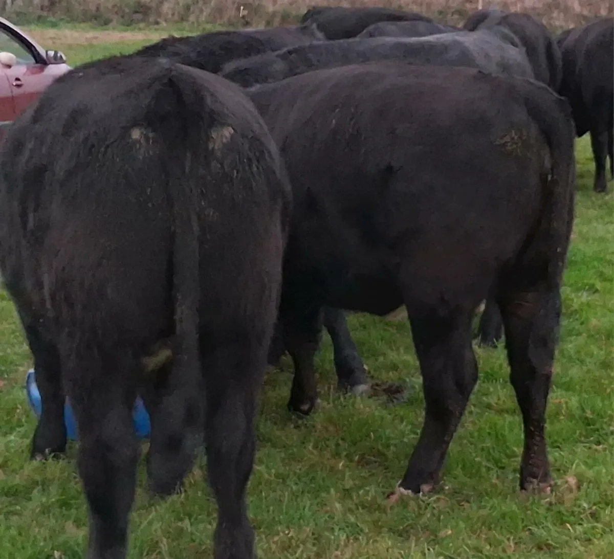 Store Cattle - Image 1