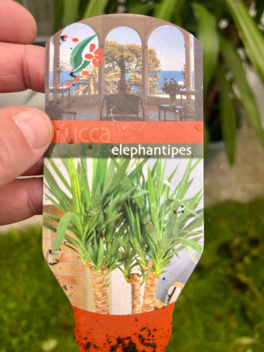 Indoor/outdoor Plant - Image 1