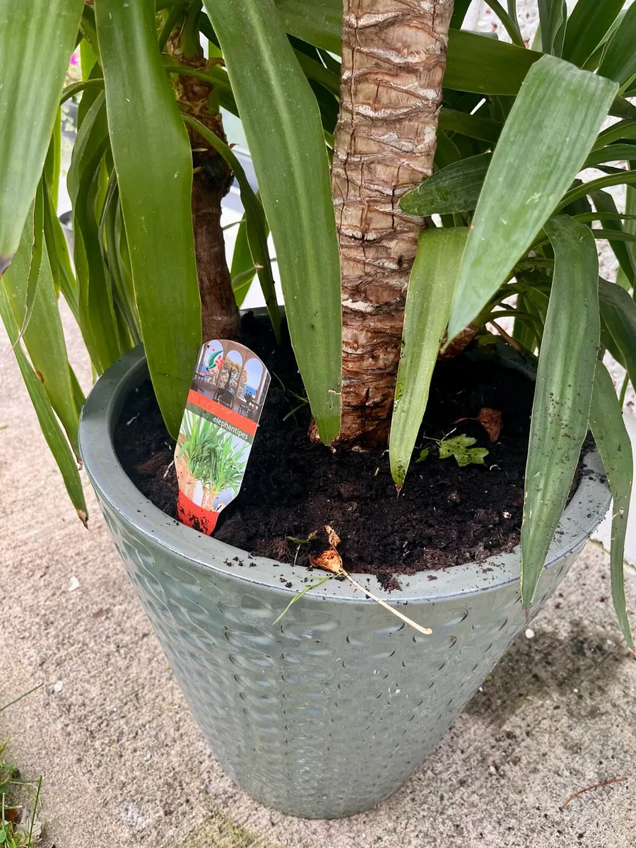 Indoor/outdoor Plant - Image 2