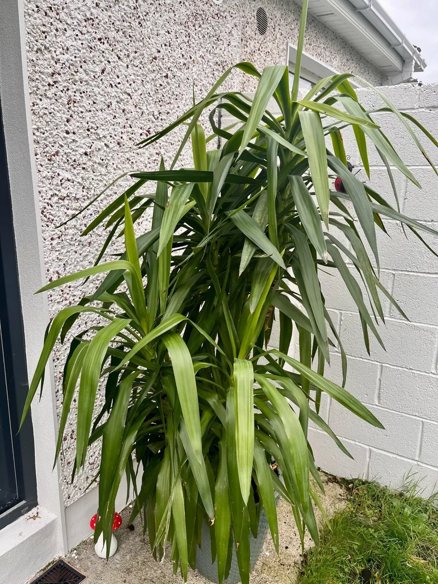 Indoor/outdoor Plant - Image 3