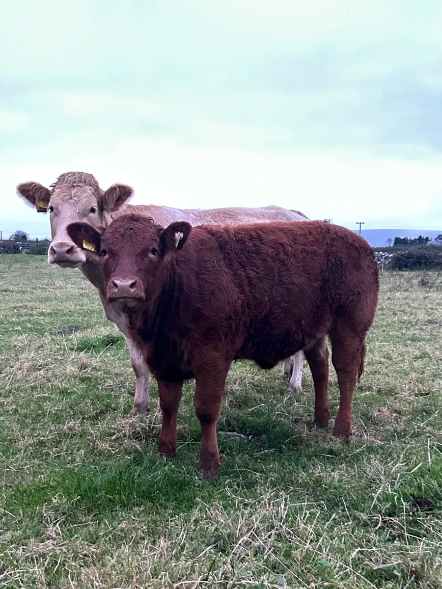Limousine heifer For Gort mart 16th - Image 1