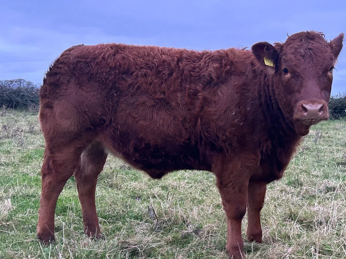 Limousine heifer For Gort mart 16th - Image 3