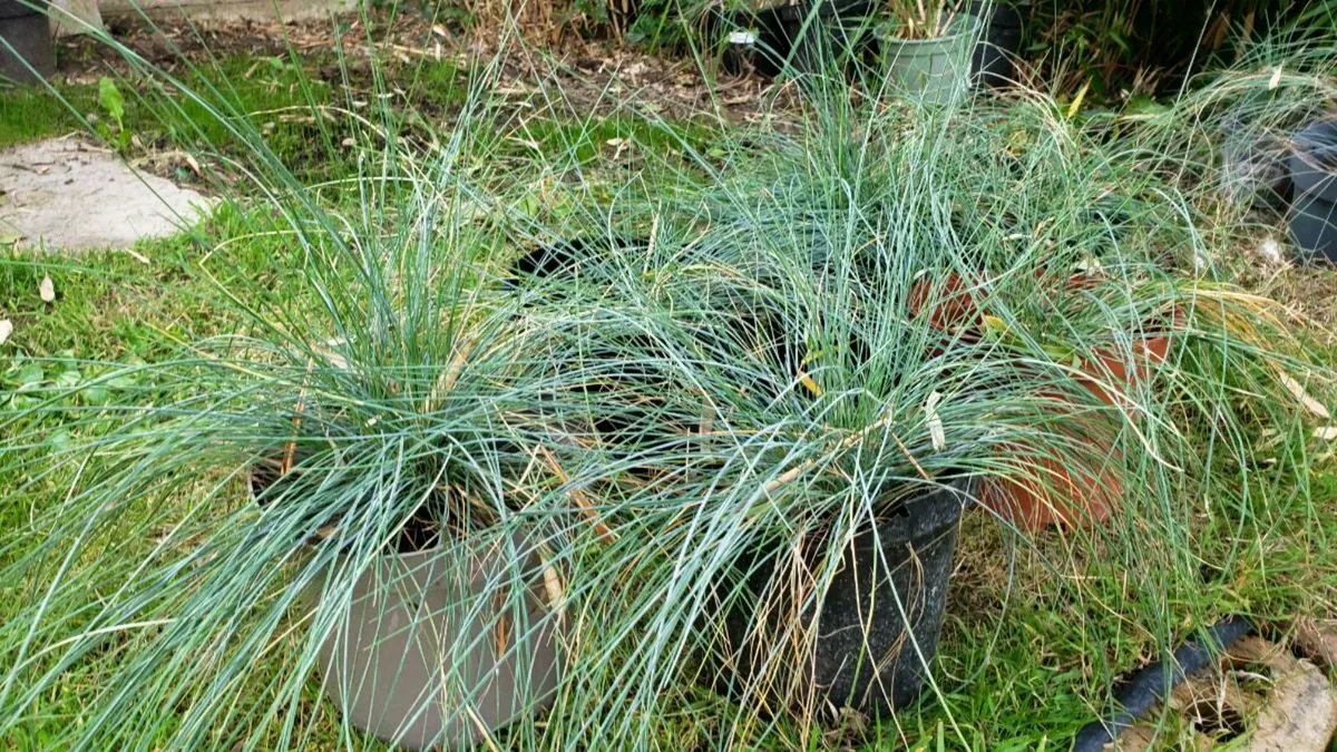 Ornamental grasses Delivery available - Image 4